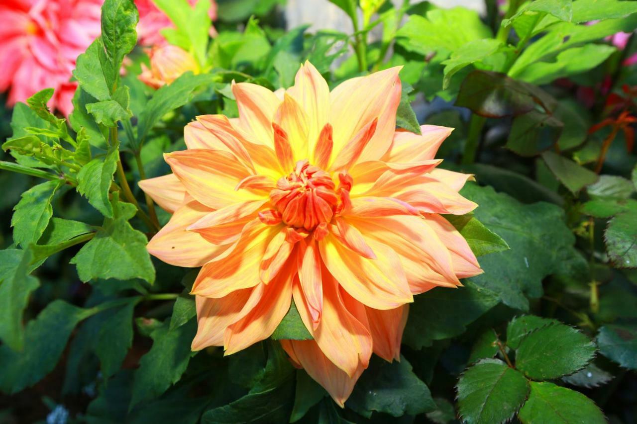 Dahlia Mount View Hotel Nuwara Eliya Exterior photo